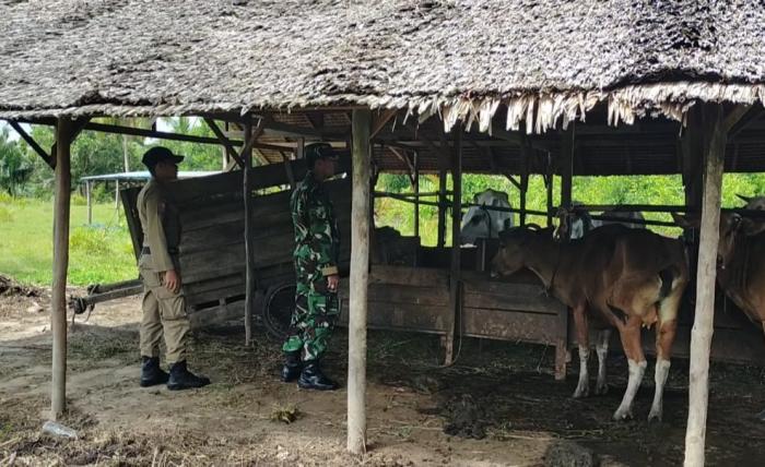 Pastikan Ternak Warga Bebas PMK, Serma Safi'i Aktif Lakukan Pemantauan