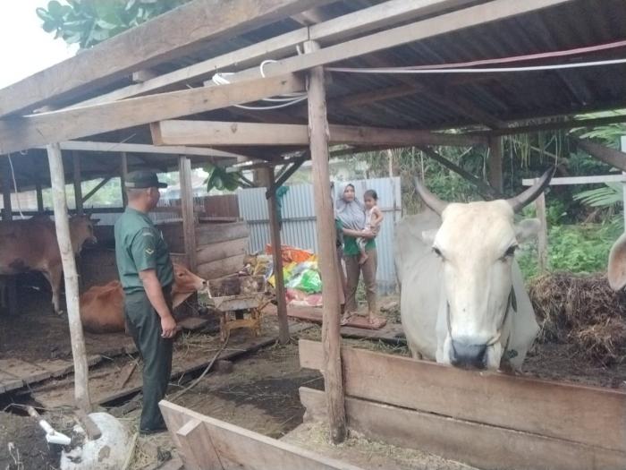 Cegah PMK, Babinsa Serda Supriadi Kunjungi Peternak Sapi