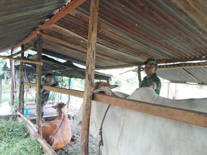 Koptu Yudha Lakukan Pemantauan Hewan Ternak di Selatpanjang Kota