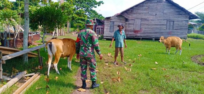 Sertu Pardin P Lakukan Kunjungi Peternak Sapi di Desa Banglas