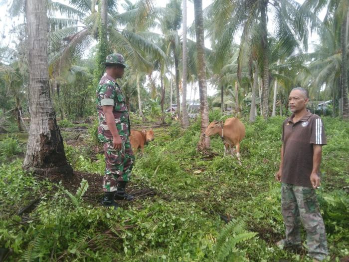 Cegah PMK, Babinsa Serda Supriadi  Kunjungi Peternak Sapi di Selatpanjang