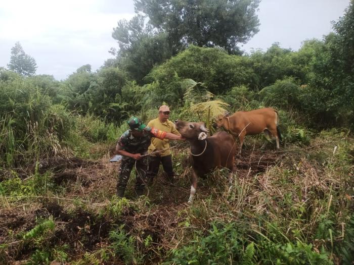 Koptu Masran Pantau Ternak Sapi di Desa Tanjung Medang
