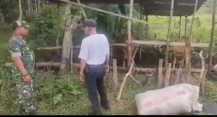 Serda Herman Saputra Cek Ternak Warga Sungai Tohor