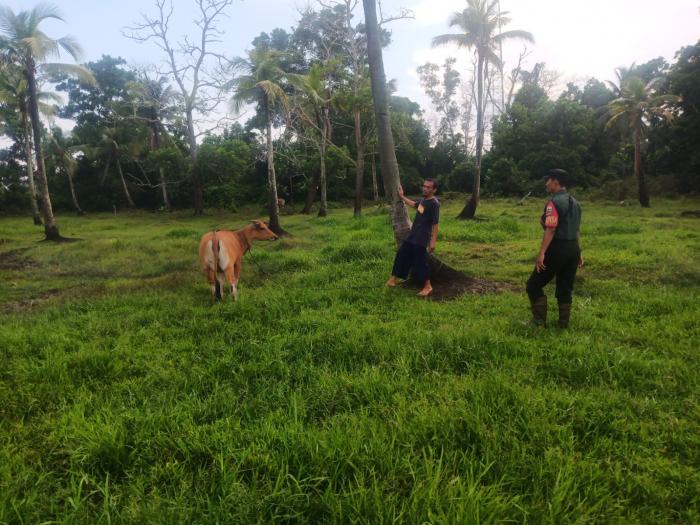 Serda Suprayitno Kunjungi Peternak Sapi di Desa Tanjung Peranap