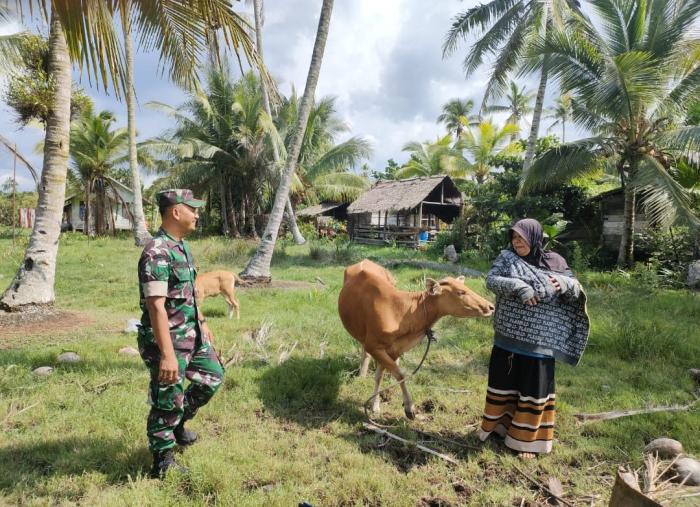 Muslim Kunjungi Peternak Sapi di Desa Maini Darul Aman
