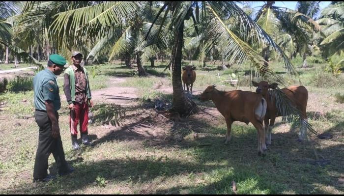 Serda Irfan S Lakukan Pemantauan Ternak di Desa Teluk Buntal