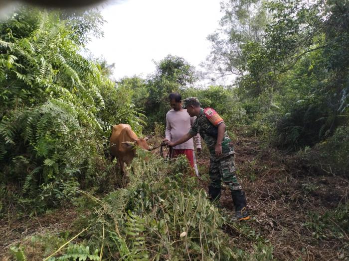 Babinsa Posramil Rangsang Lakukan  Pemantauan PMK Hewan di Desa Repan