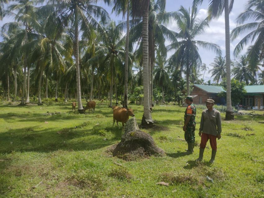 Serda Irfan Temui Peternak Sapi di Tanjung Gadai, Pastikan Hewan Ternak Bebas dari PMK