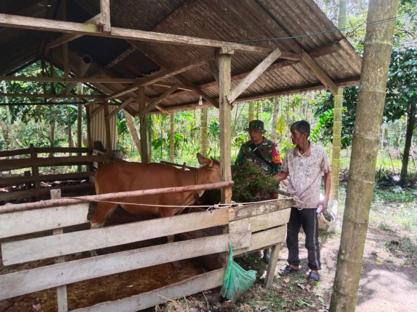Babinsa Serda Amsyaya Kembali Kunjungi Peternak Sapi di Desa Mantiasa