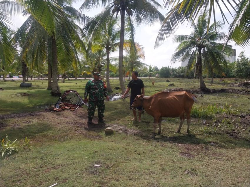 Babinsa Pos Ramil Rangsang Lakukan Pemantauan Ternak di Desa Repan