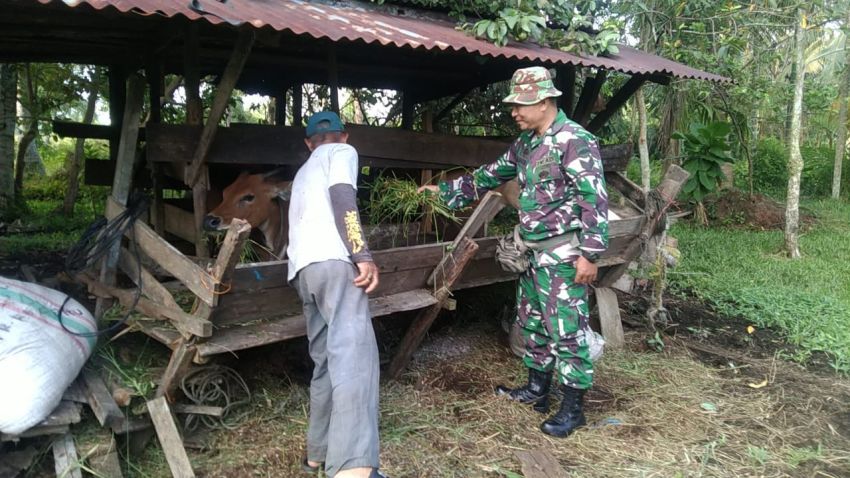Serka Ernala Sembiring Tekui Peternak Sapi di Desa Bantar