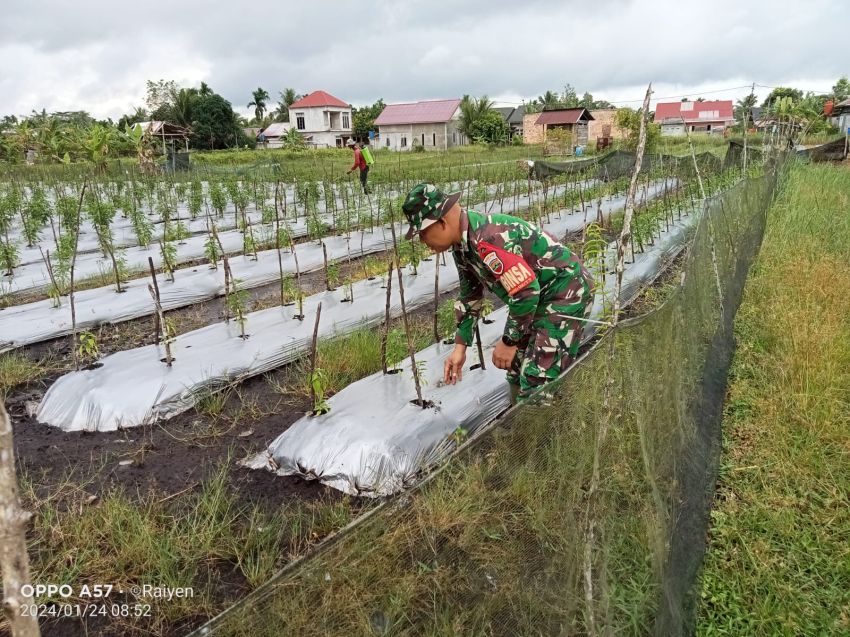 Tingkatkan Ketahanan Pangan, Babinsa Serka Rayen Lakukan Pendampingan Petani di Desa Binaan