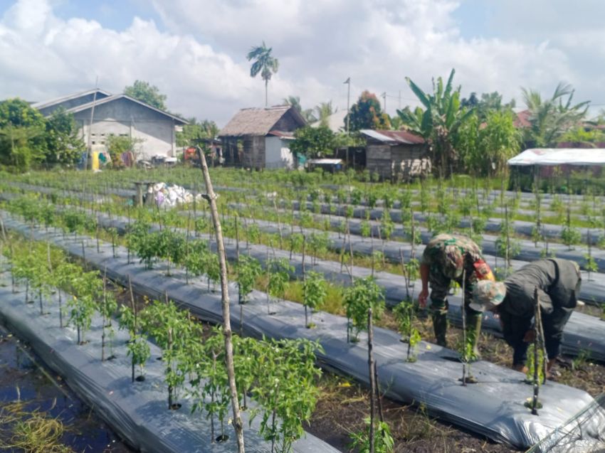 Babinsa Koramil 02 Tebingtinggi Monitoring Pemanfaatan Lahan Dukung Ketahanan Pangan