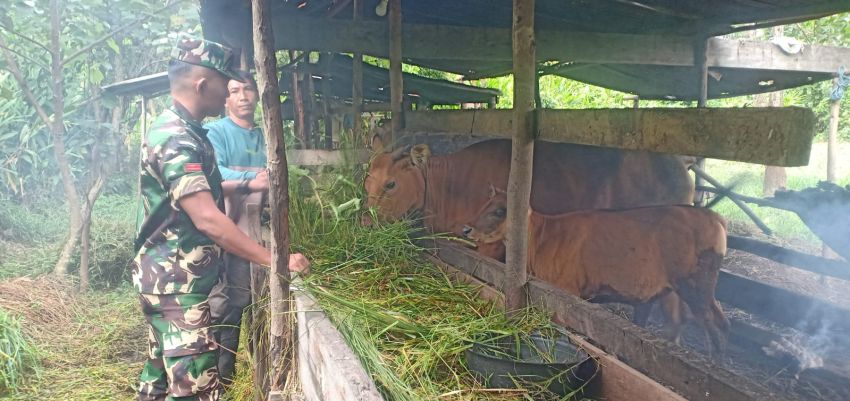 Cegah PMK, Pratu Angga Pebrihadi Rutin Kunjungi Peternak di Desa Sungai Cina