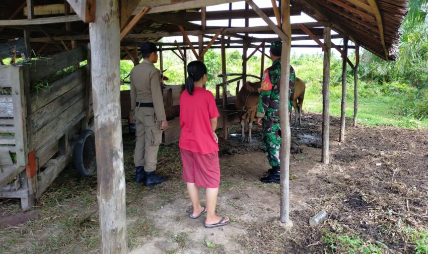 Serma Safi'i Terus Lakukan Pemantauan PMK Hewan di Desa Mekong