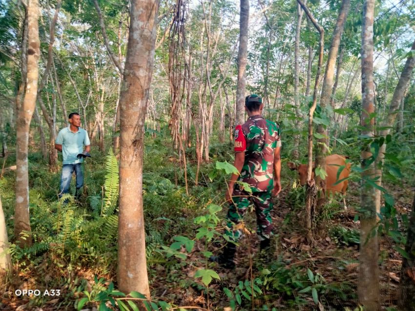 Babinsa Kopda Sukarman Nurdiansyah Temui Peternak Sapi di Desa Tenggayun Raya