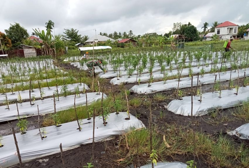 Serka Rayen Monitoring Ketahanan Pangan di Wilayah Binaan
