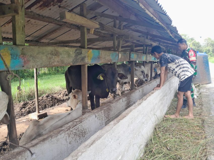Cegah PMK, Babinsa Koptu Yudha Temui Peternak Sapi di Desa Lemang