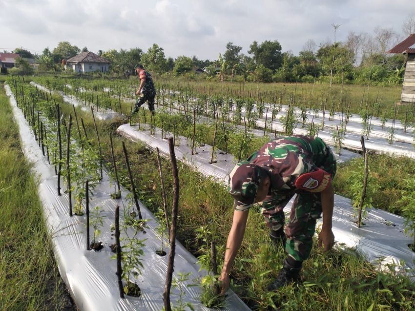 Sertu Pardin Paramay Monitoring Ketahanan Pangan di Desa Banglas