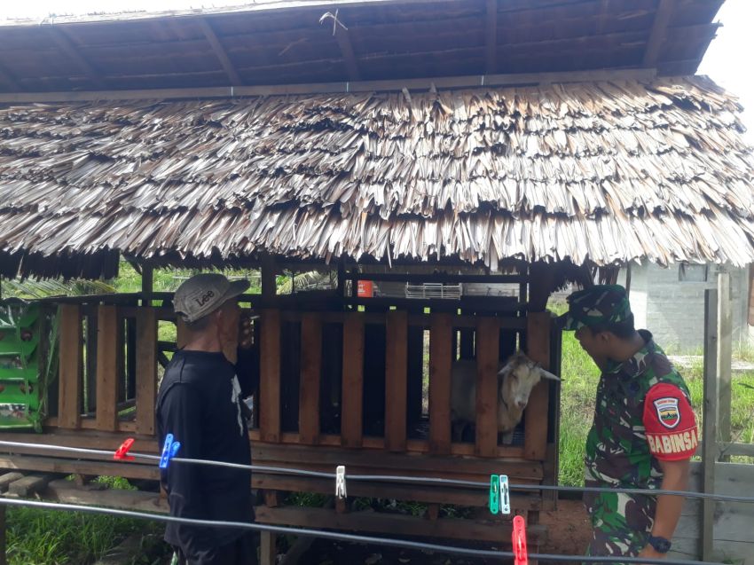 Upaya Cegah PMK, Praka Firdaus Pantau Ternak Kambing di Desa Batin Suir
