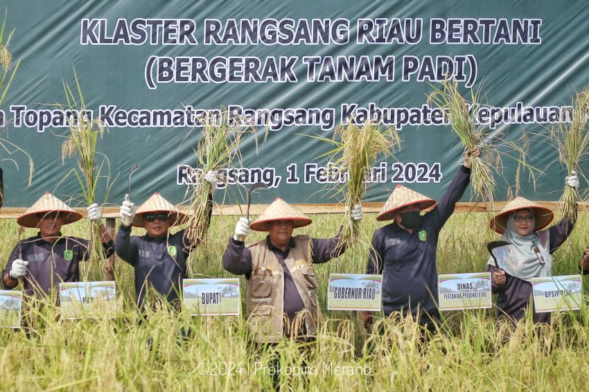 Dampingi Gubri Edy Natar, Plt Bupati Hadiri Panen Raya Padi Gapoktan Desa Topang