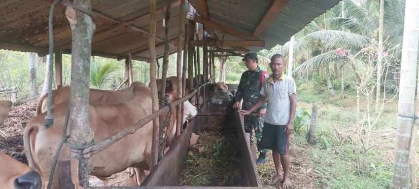 Babinsa Praka Agam Iskandar Monitoring Ternak Sapi di Desa Sungai Cina