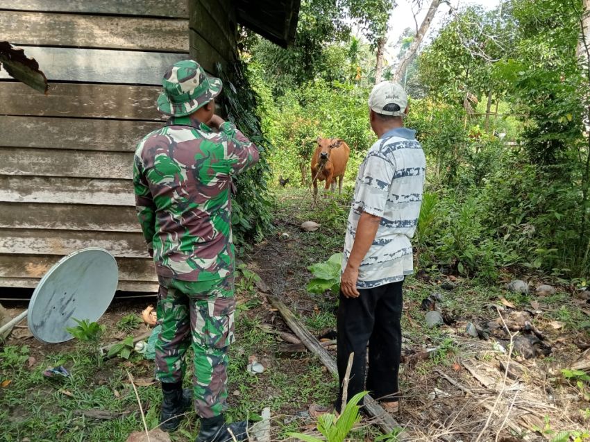 Babinsa Serda Irfan Sulaiman Kunjungi Peternak Sapi di Desa Tanjung Gadai