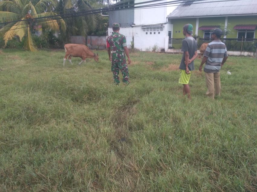 Pastikan Ternak Warga Bebas PMK, Babinsa Sertu Rudianto Temui Peternak Sapi di Desa Kedabu Rapat