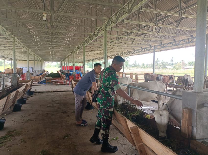 Babinsa Pratu Rizki Nurdiansyah Cegah PMK Hewan di Desa Banglas
