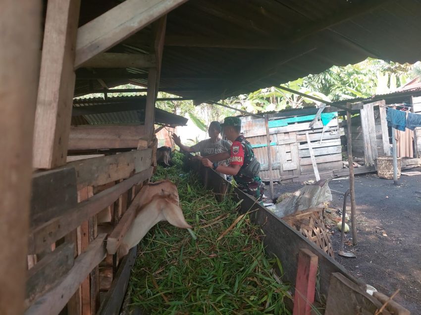 Babinsa Pratu Aldimas Rizki Monitoring Kesehatan Hewan Ternak di Desa Alah Air