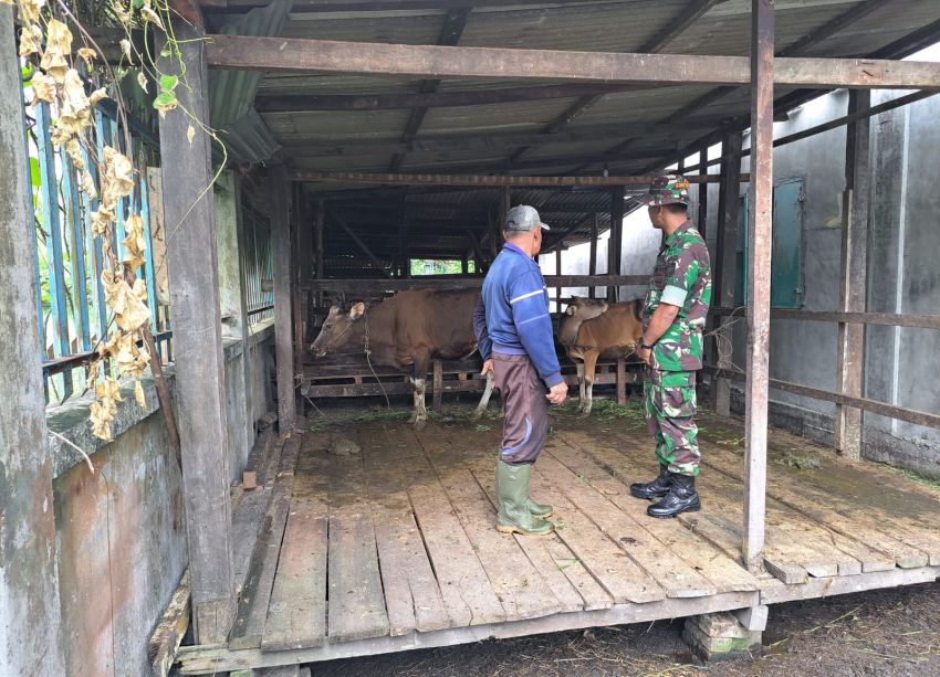 Babinsa Serda D Sihotang Monitoring Ternak Warga di Wilayah Binaan