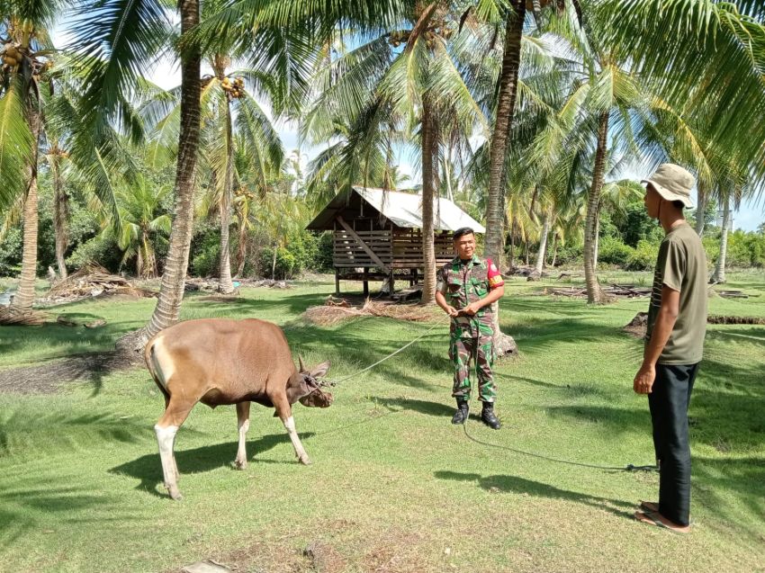 Babinsa Serda Imam Subarkah Monitoring Ternak di Desa Topang
