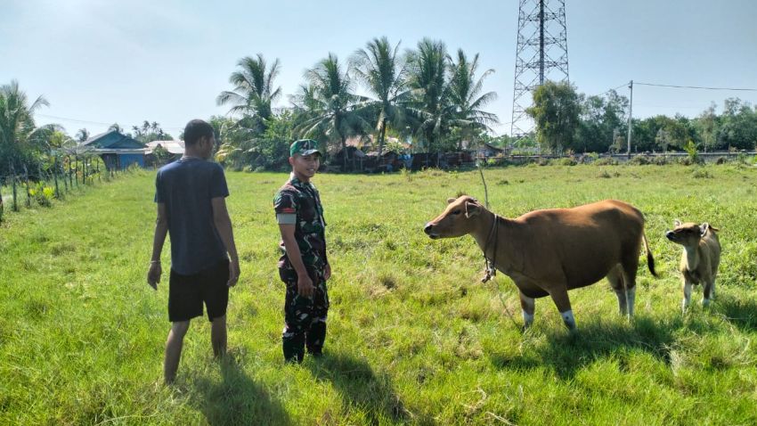 Pratu Wahyu Pradana Rutin Pantau Ternak di Wilayah Binaan Desa Bungur