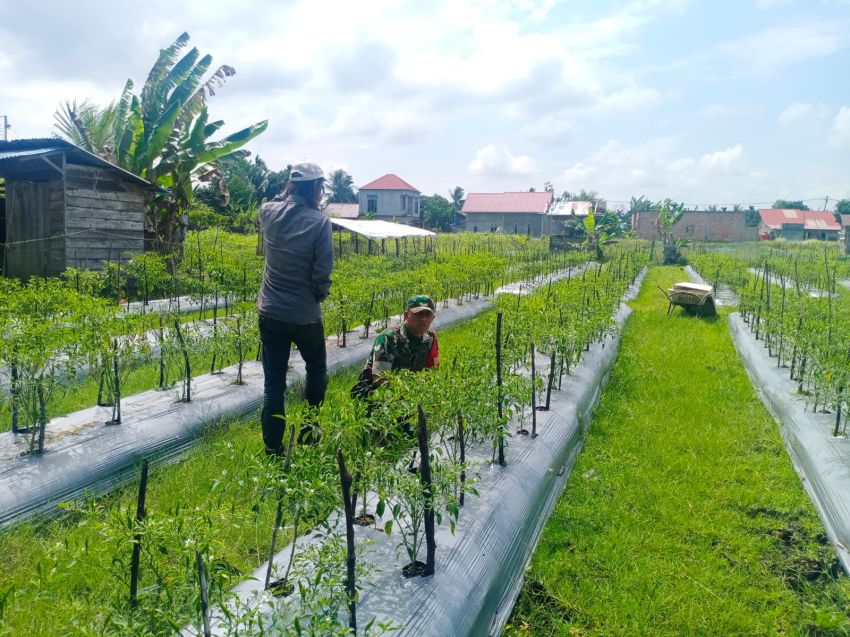 Tingkatkan Ketahanan Pangan Wilayah, Babinsa Koramil 02/Tebing Tinggi Lakukan Pendampingan Petani Binaan