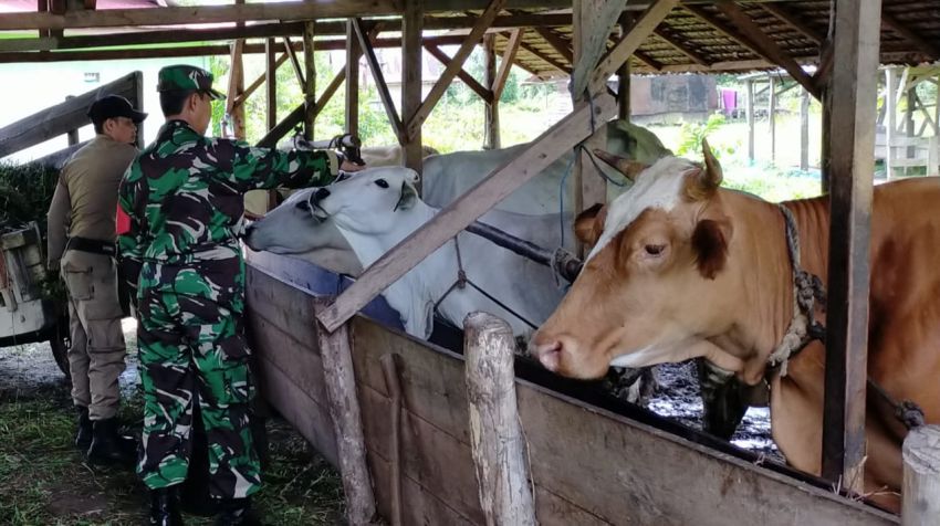 Serma Safi'i Monitoring Hewan Ternak di Desa Mekong