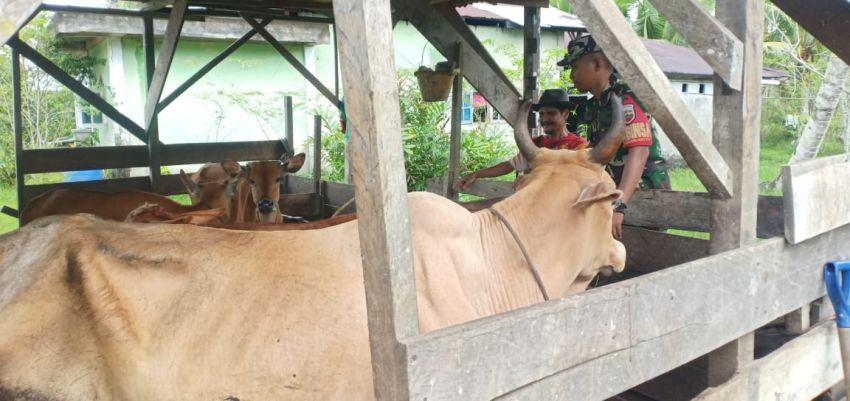 Pratu Angga Pebrihadi Terus Monitoring  Ternak Sapi di Desa Binaan
