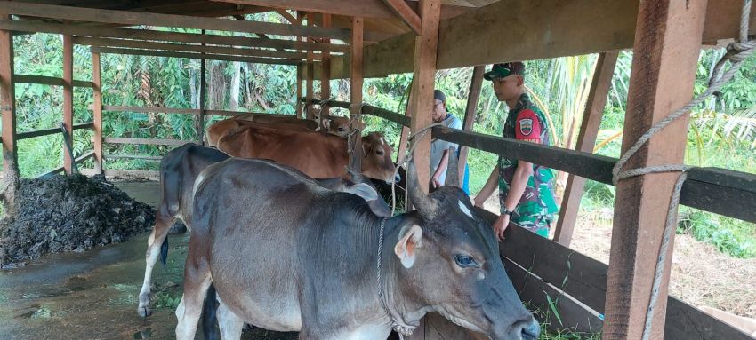 Pratu Muhammad Fahrijal Monitoring Ternak Sapi di Desa Sesap