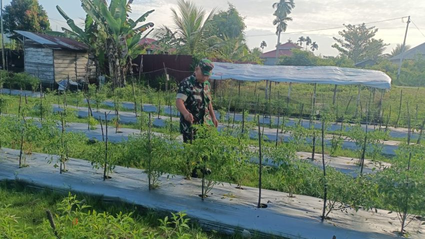 Kunjungi Petani Binaan, Serka Rayen Lakukan Pendampingan Untuk Perawatan Cabe Rawit