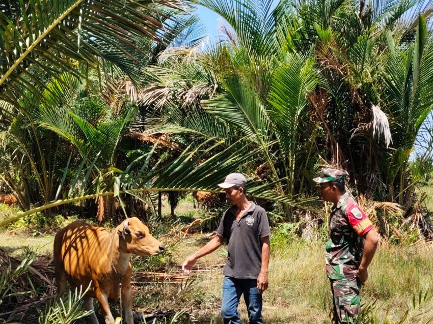 Babinsa Praka Firdaus Terus Monitoring Ternak Sapi di Desa Binaan