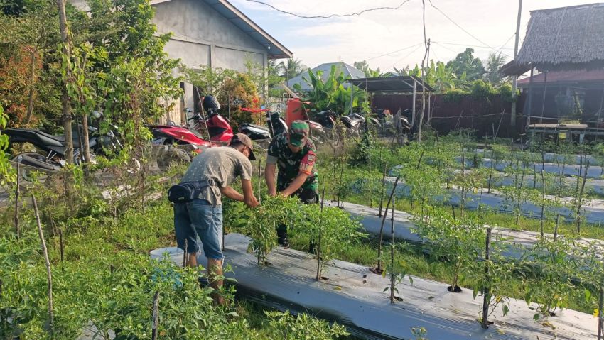 Saat Lakukan Pendampingan, Serka Rayen Selalu Motivasi Petani Cabe Rawit