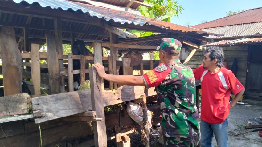 Cegah PMK, Pratu Diki Hidayat Pantau Ternak Warga di Desa Binaan