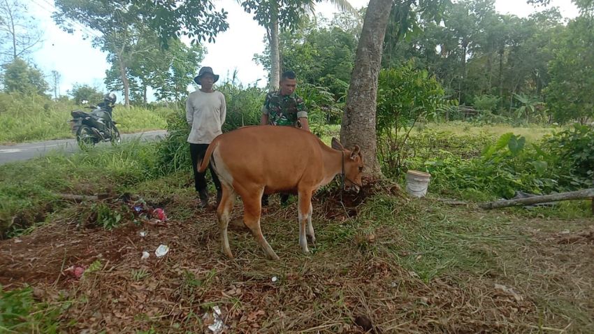 Serka Anton Harianja Pastikan Ternak Warga di Desa Binaan Bebas PMK