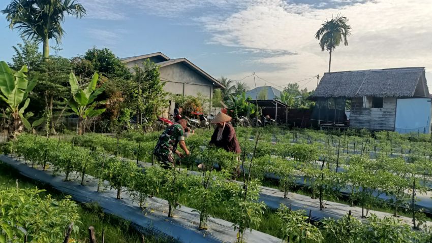 Dibantu Babinsa saat Panen Cabe, Petani di Desa Banglas Ucapkan Terimakasih