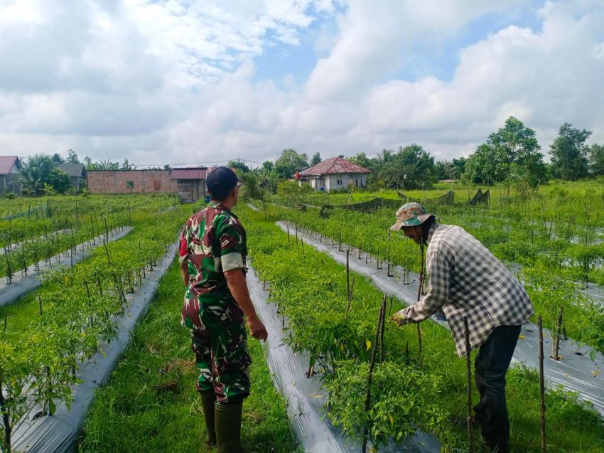 Sertu Pardin Paramay Dampingi Petani Binaan Untuk Perawatan Cabe Rawit