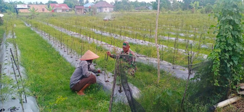 Lakukan Pendampingan, Babinsa Rutin Kunjungi Petani Cabe Rawit di Desa Banglas