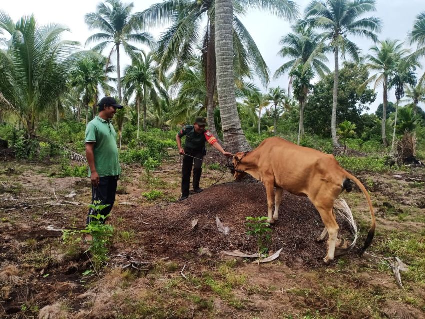 Babinsa Koptu Masran Sosialisasi PMK ke Peternak Sapi di Desa Sungai Gayung Kiri