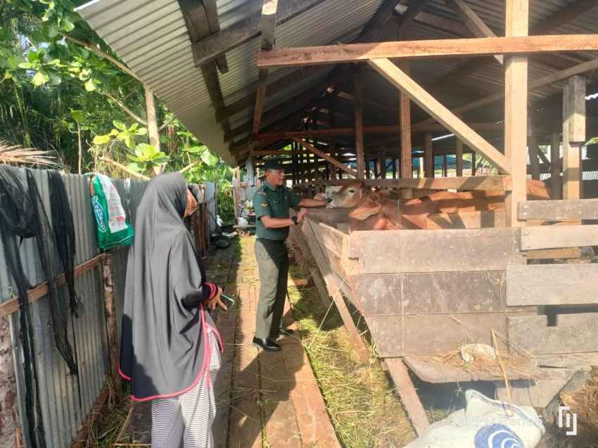 Pantau Ternak Sapi di Desa Lukun, Serda Eka Rafis : Tidak Ditemukan PMK