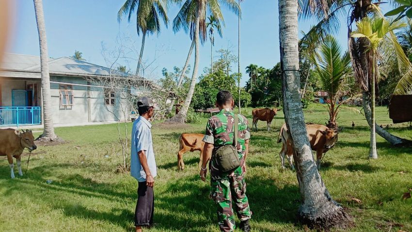 Serka Anton Harianja Monitoring Ternak Sapi di Desa Tanjung Kedabu