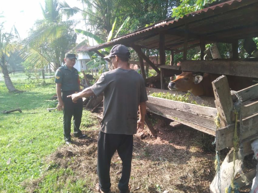 Monitoring dan Sosialisasi PMK, Serka Ernala Sembiring Temui Peternak Sapi di Desa Permai