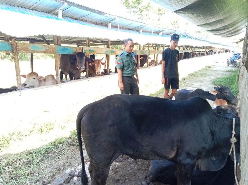 Koptu Muherli Monitoring dan Sosialisasi PMK di Desa Tenan